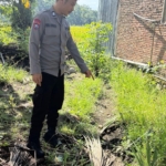 50 Pohon Nanas Dirusak, Polisi Selidiki Dugaan Aksi Sabotase di Tapango