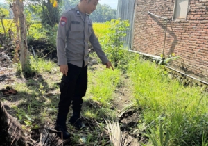 50 Pohon Nanas Dirusak, Polisi Selidiki Dugaan Aksi Sabotase di Tapango