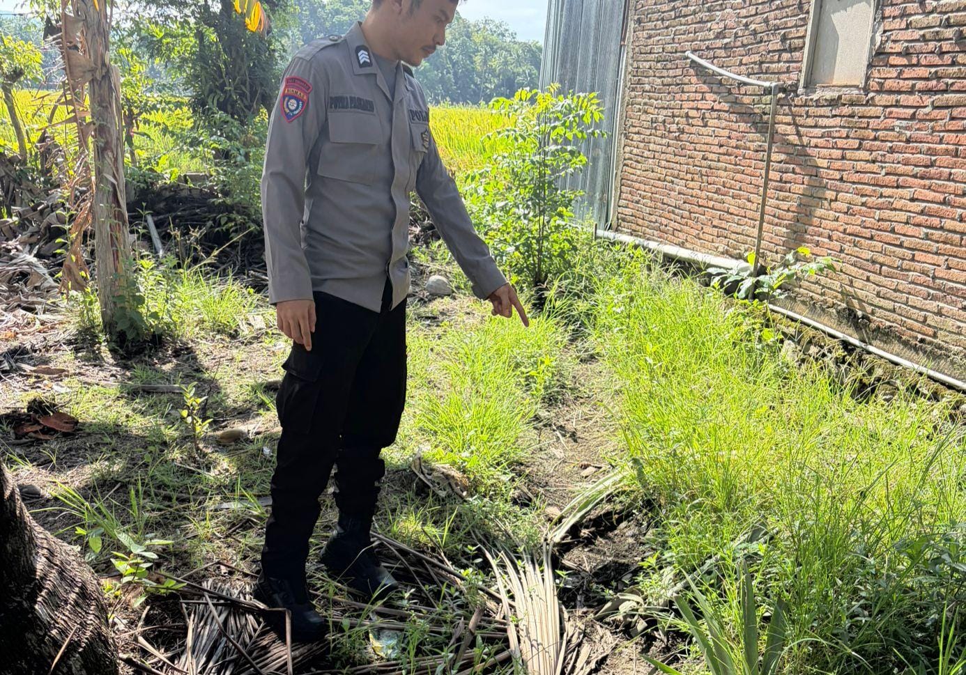 50 Pohon Nanas Dirusak, Polisi Selidiki Dugaan Aksi Sabotase di Tapango