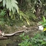 Ular Piton Mangsa Ternak di Evakuasi Damkar