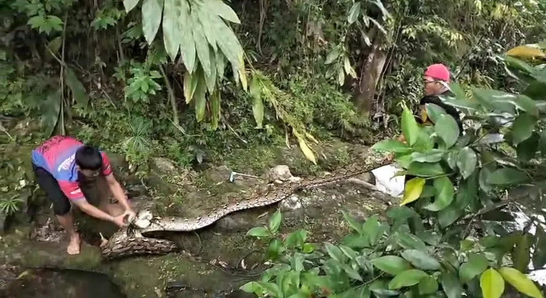 Ular Piton Mangsa Ternak di Evakuasi Damkar