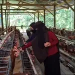 BUMDes Lebani Sukses Produksi 540 Butir Telur per Hari, Kini Terkendala Pemasaran