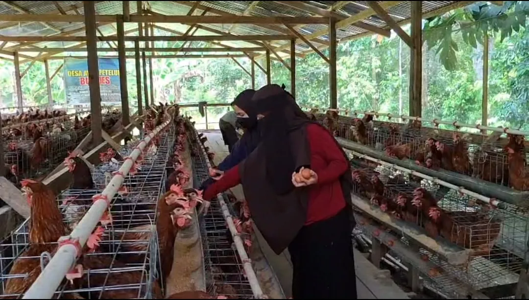 BUMDes Lebani Sukses Produksi 540 Butir Telur per Hari, Kini Terkendala Pemasaran