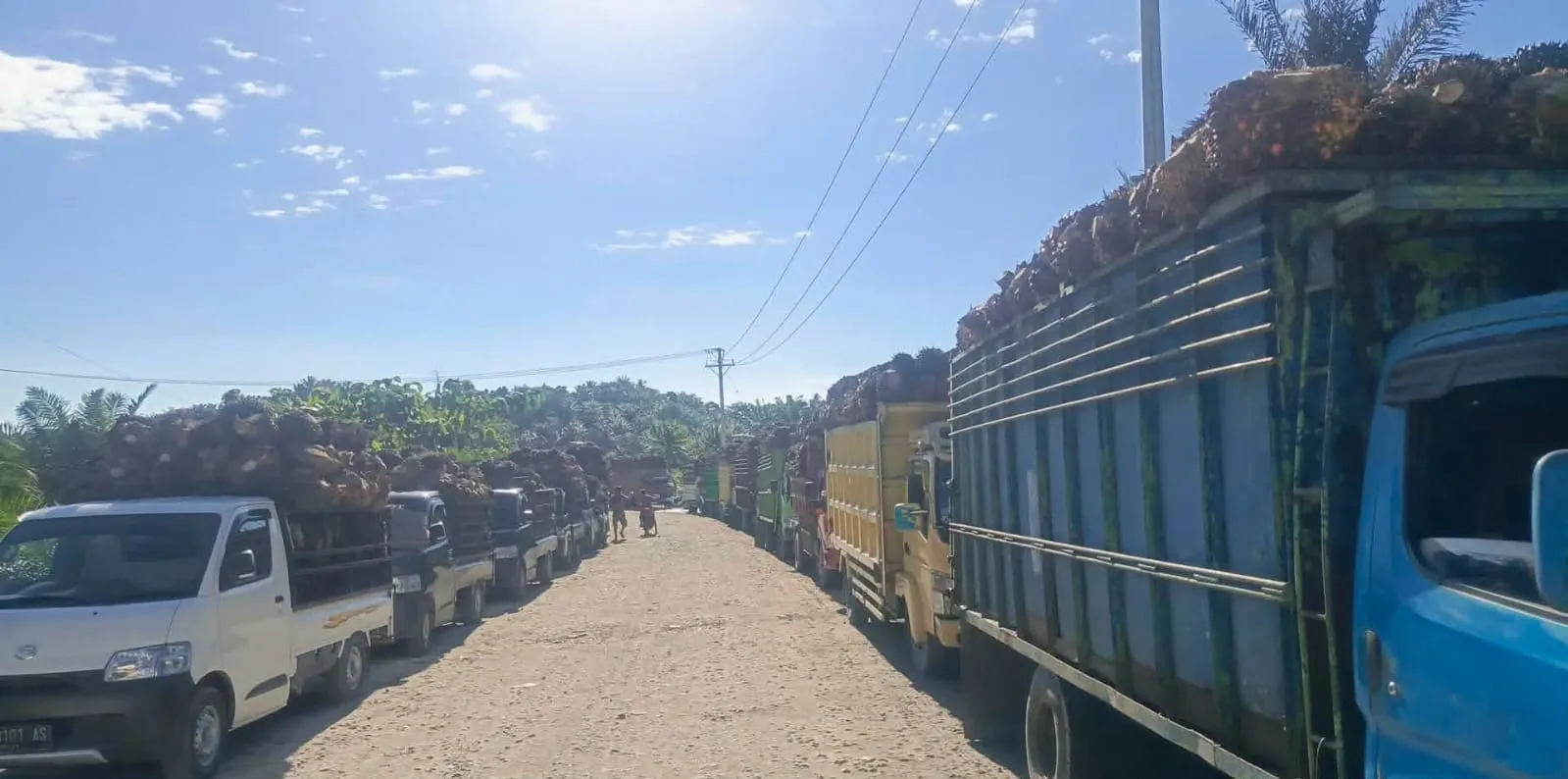 Petani Sawit Sulbar Terjepit, Harga Turun dan Antrean Pabrik Menjalar