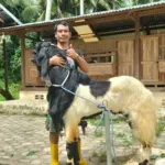 Sarli Pemuda Desa Kenje, Sukses Beternak Kambing Etawa