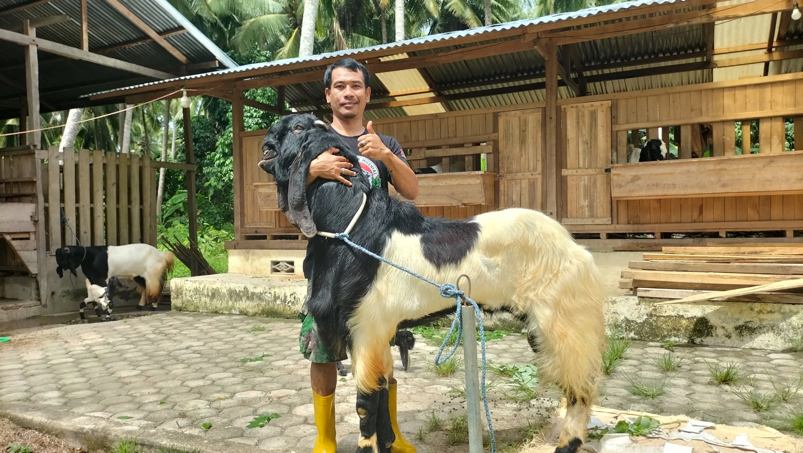 Sarli Pemuda Desa Kenje, Sukses Beternak Kambing Etawa