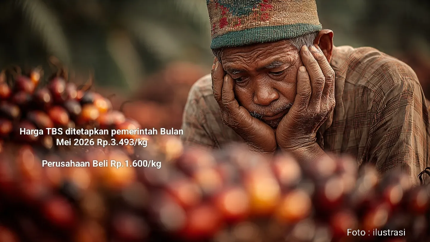 Petani Sawit di Mateng Mengeluh Harga TBS Anjlok, Perusahaan Hargai Rp.16.000/kg