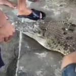 Satu Predator di Sungai Mandar Mati Mengambang