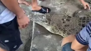Satu Predator di Sungai Mandar Mati Mengambang