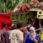 Dua Truk Bermuatan Sawit Tabrakan di Kilometer 10 Mamuju Tengah, Sopir Terjepit
