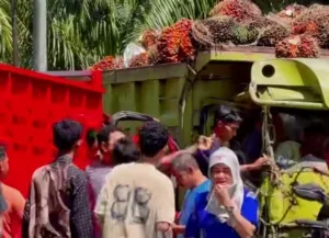 Dua Truk Bermuatan Sawit Tabrakan di Kilometer 10 Mamuju Tengah, Sopir Terjepit