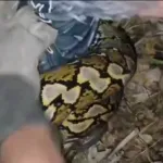 Evakuasi Ular, Tangan dan Kaki Komandan Damkar Terlilit